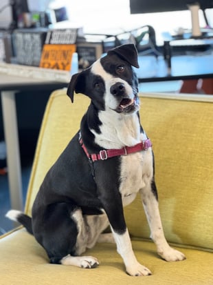 Millie smiling